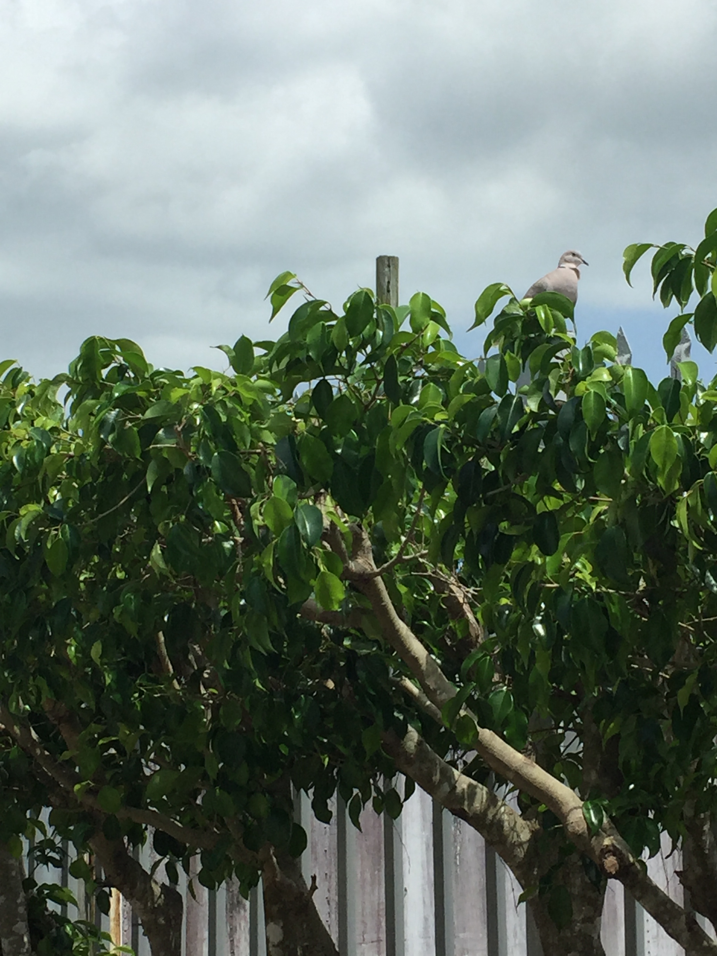 Imagen PD al plancito y algo más.JPG